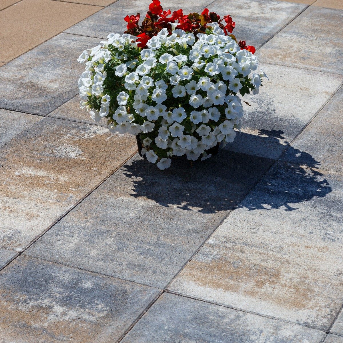 61828734 Semmelrock Elegant ploča 60x30x3,8cm Lava siva